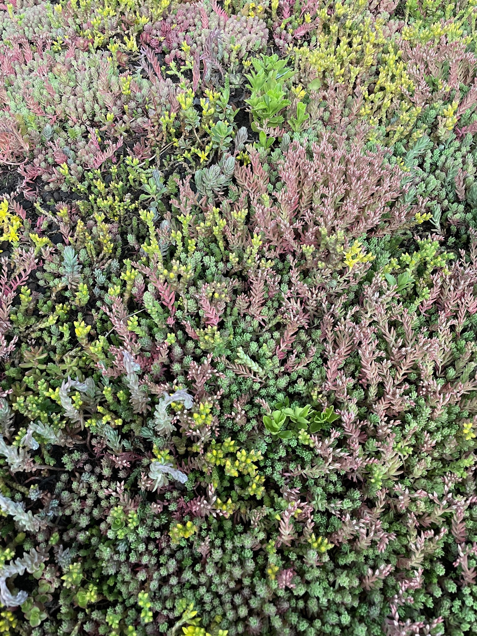 Sedum-Matten | pro m2 | inkl. Schutzvlies, Drainage und Substrat