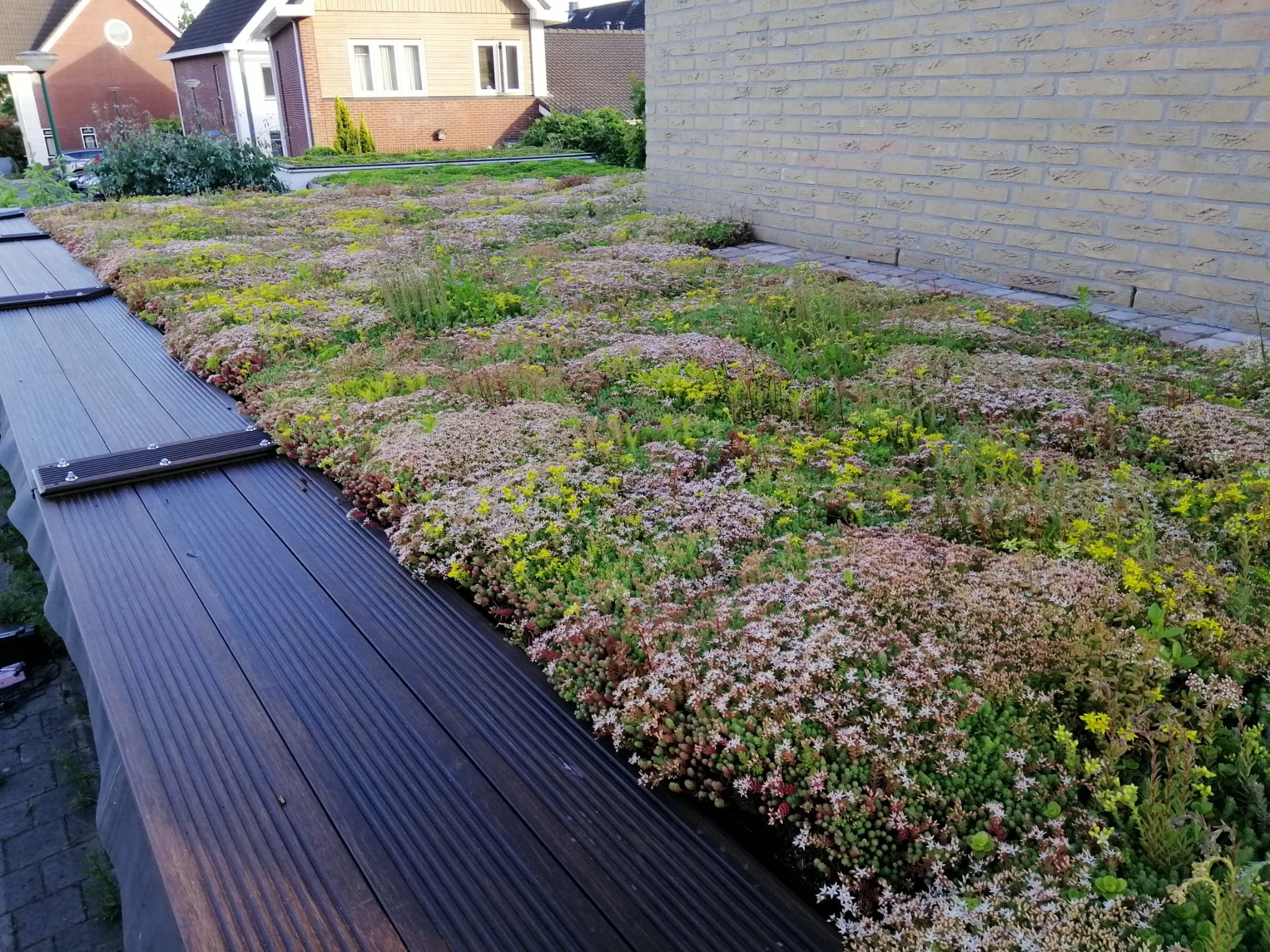 Sedum-Kassette | pro Stück | 60x40 cm