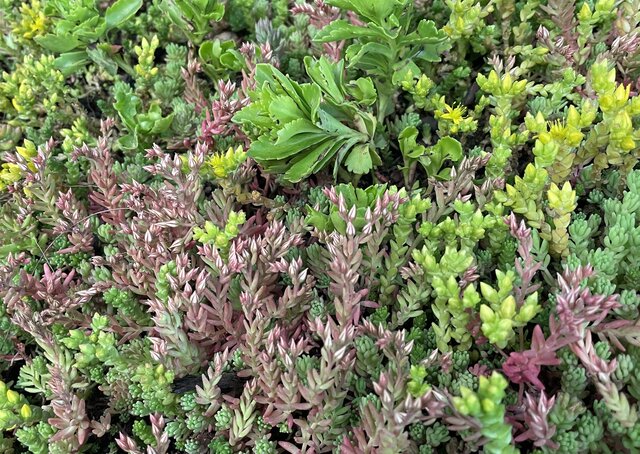 Sedum-Kassette | pro m2 | inkl. Schutzvlies und Kies