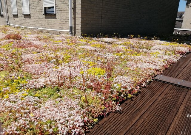 Sedum-Matten | pro m2 | inkl. Schutzvlies und Substrat