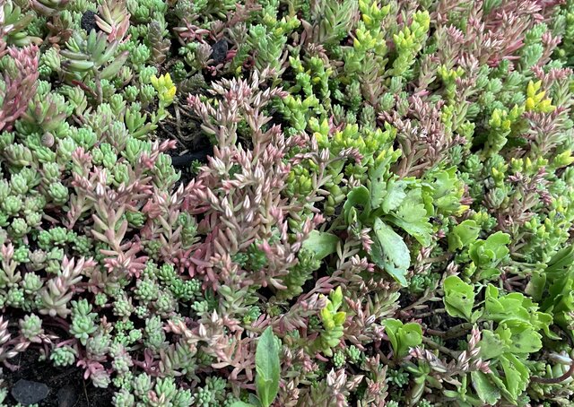 Sedum-Matten | pro m2
