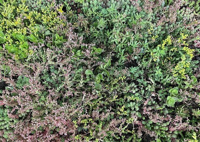 Sedum-Kassette | pro m2