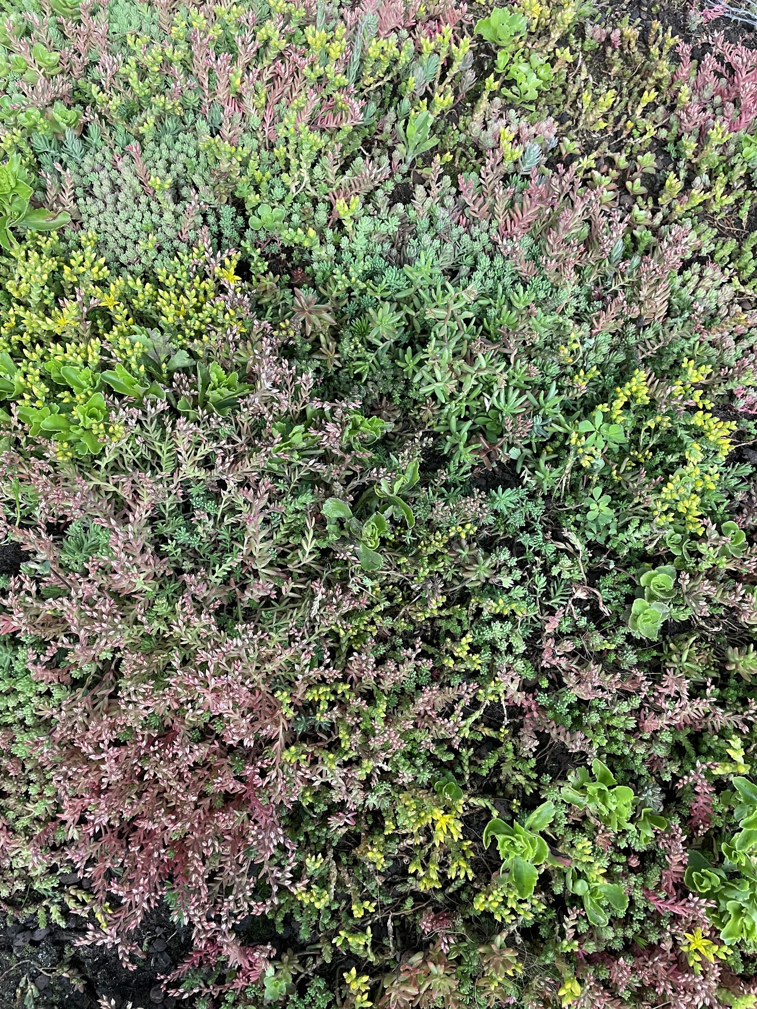 Sedum-Kassette | pro m2