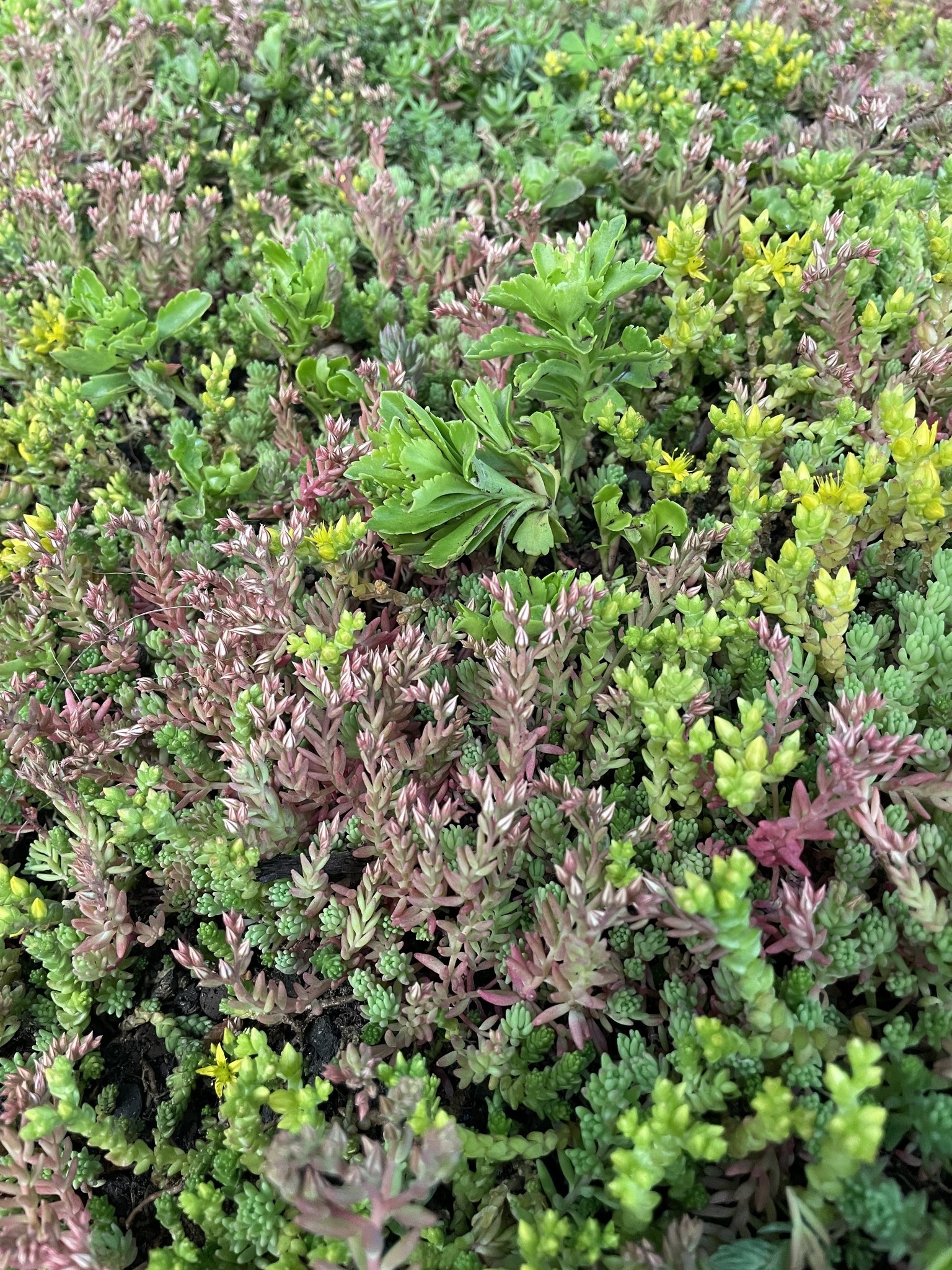 Sedum-Matten | pro m2 | inkl. Schutzvlies, Drainage, Substrat und Kies