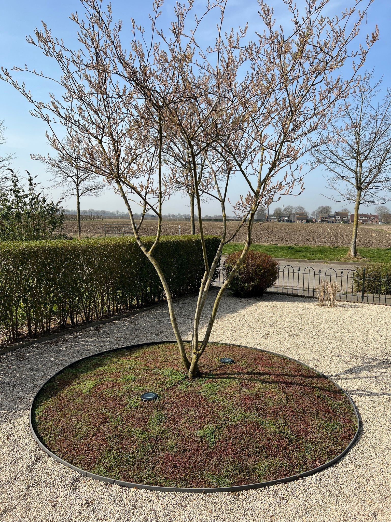 Sedum-Bodendecker | pro m2