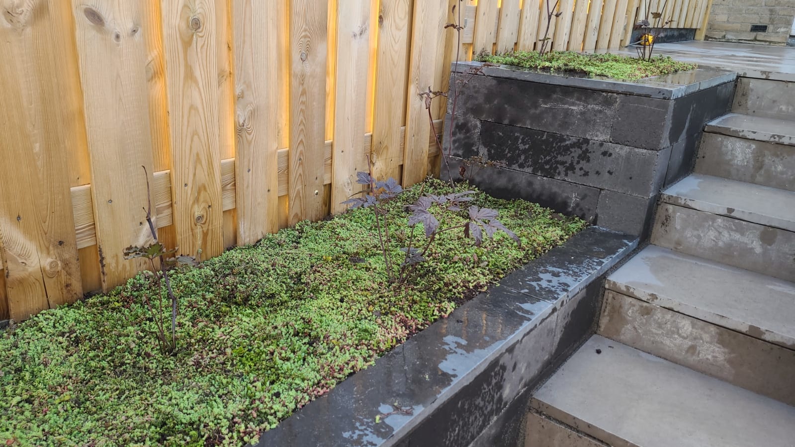 Sedum-Bodendecker | pro m2