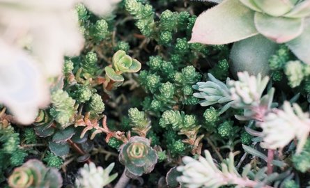 Gründach-Systeme von Simply Sedum