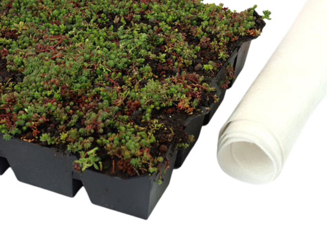 Sedum-Kassette | pro m2 | inkl. Schutzvlies