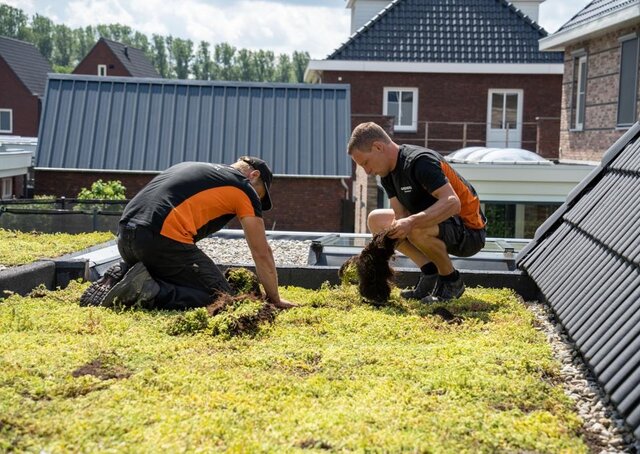 Verlegeservice für Sedum-Kassetten pro m2