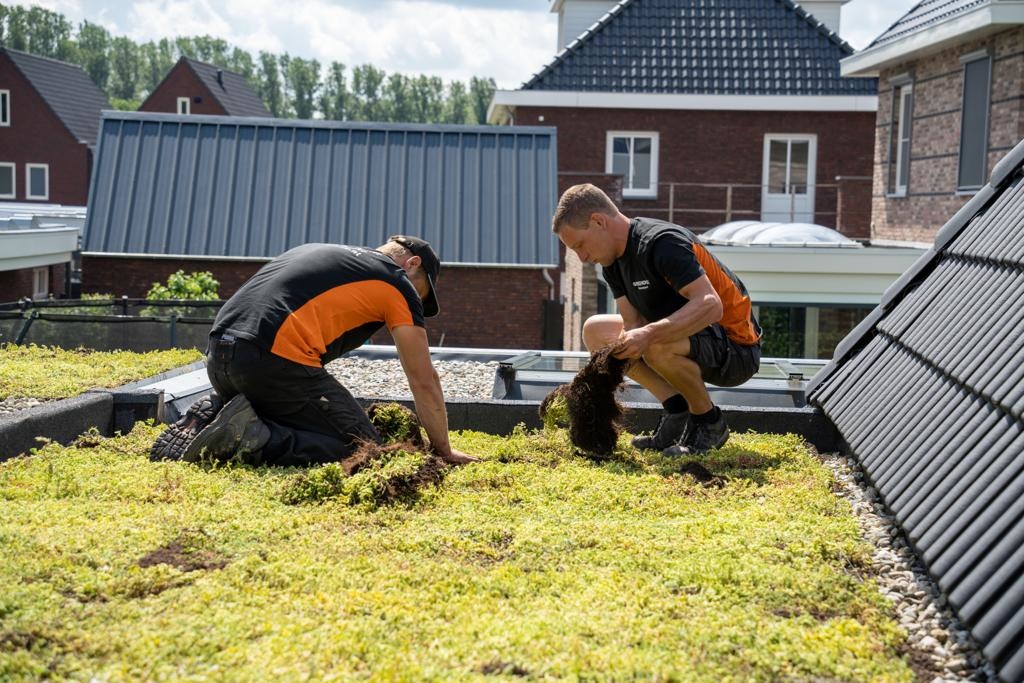 Verlegeservice für Sedum-Kassetten pro m2