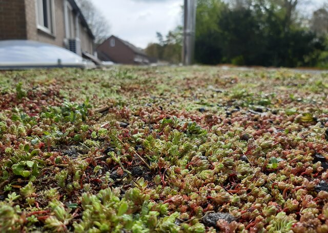 Sedum-Kassette | pro m2 | inkl. Schutzvlies