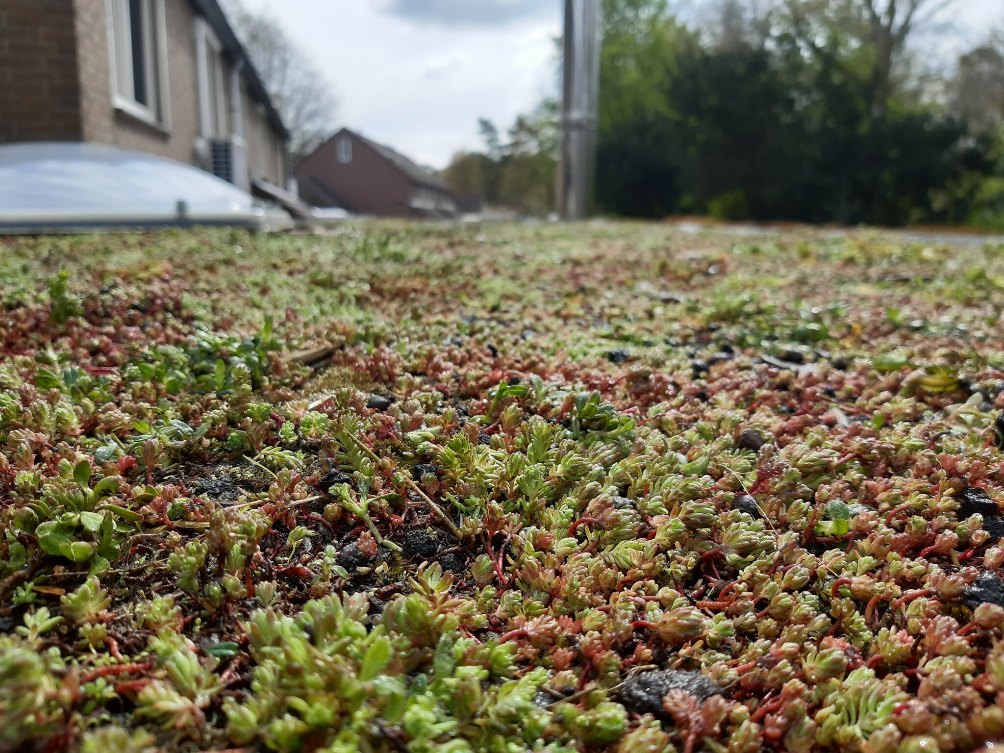 Sedum-Kassette | pro m2 | inkl. Schutzvlies