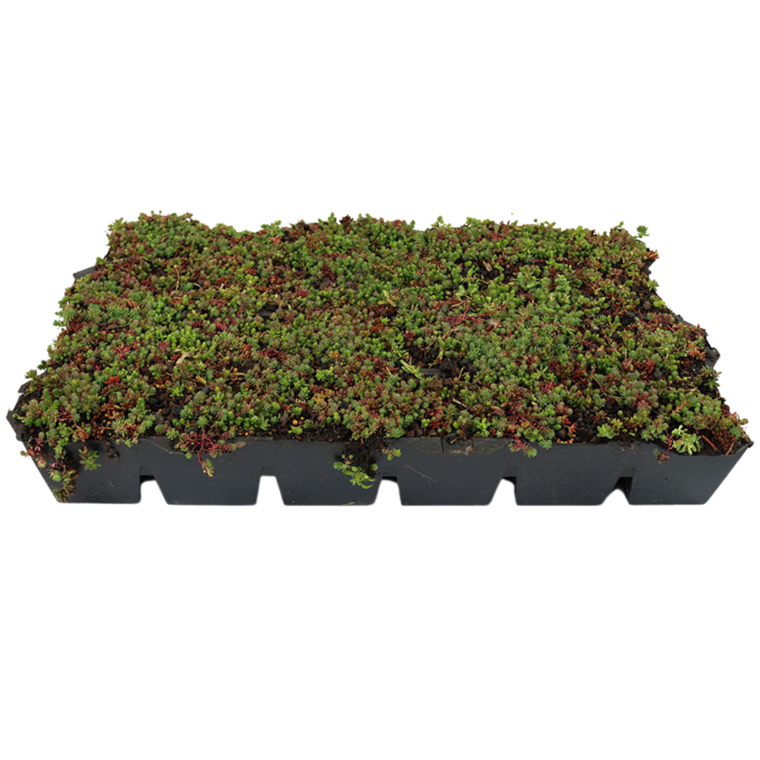 Sedum-Kassette | pro Stück | 60x40 cm