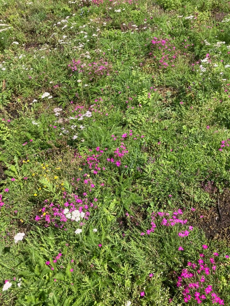 Sedum-Kräutermatte | pro m2