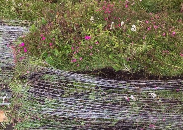 Sedum-Kräutermatte | pro m2