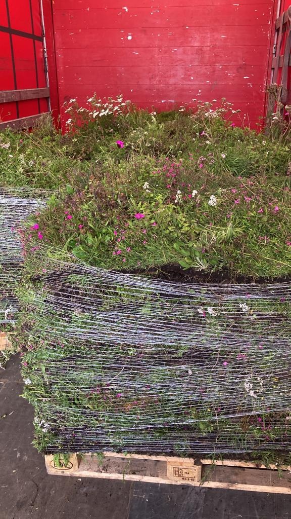 Sedum-Kräutermatte | pro m2