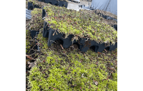 Sedum-Kassette | der Wahl B | pro m2