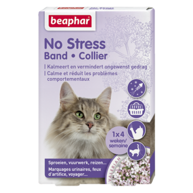 No Stress band cat