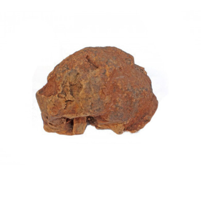 Olive Tree Chew Root 500-750gr