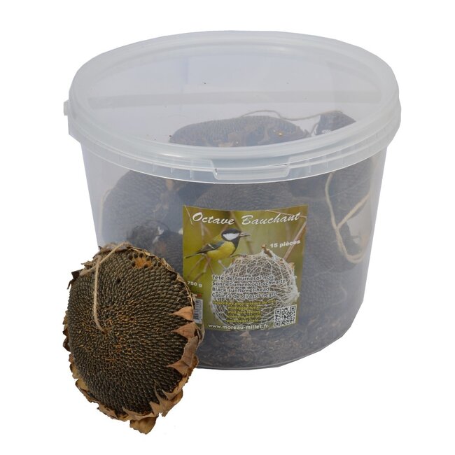 Sunflower head Black M 15pc bucket