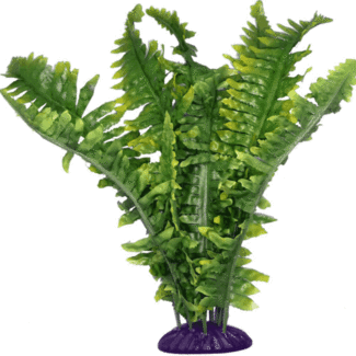 Komodo Komodo Boston Fern