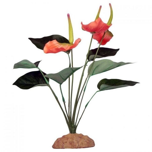 Komodo Anthurium Bush 29cm
