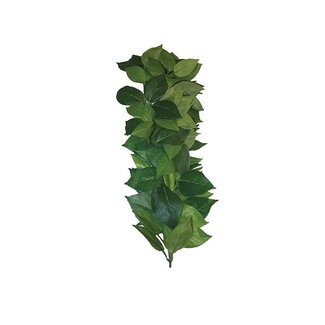 Komodo Komodo Ficus Silk Vine