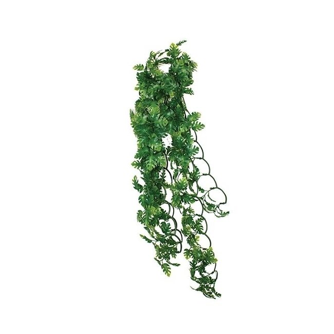 Komodo Split Philodendron Hanging Plant