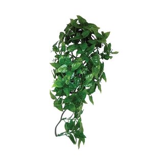 Komodo Komodo Philodendron Hanging Plant