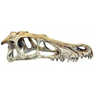 Komodo Komodo Raptor Skull