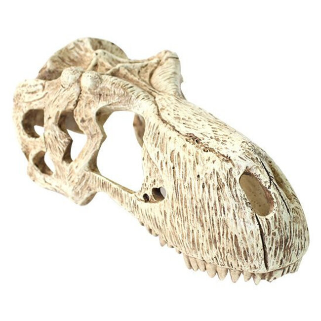 Komodo T-Rex Skull