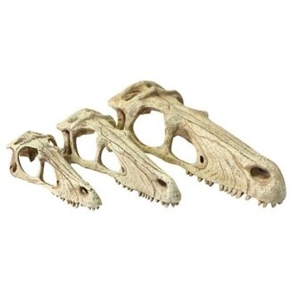 Komodo Komodo Raptor Skull - XL