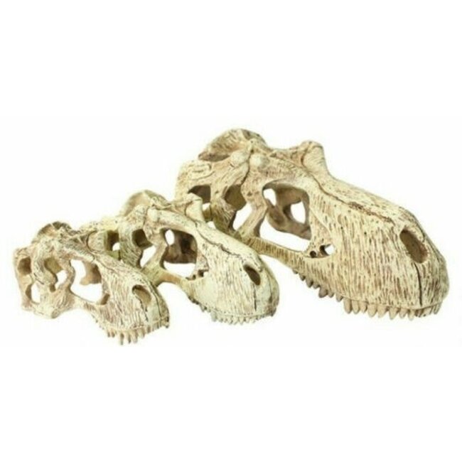 Komodo T-Rex Skull