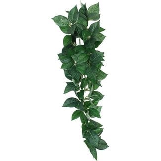 Komodo Komodo Sumatra Hanging Vine