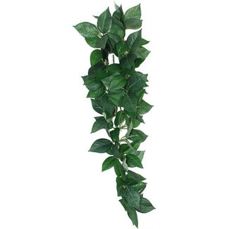 Komodo Komodo Sumatra Hanging Vine