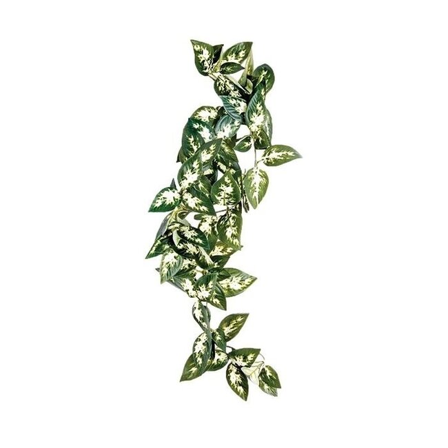 Komodo Borneo Hanging Vine
