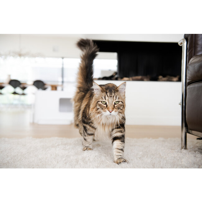 Hoopo Dome Plus Kattenbak Wit