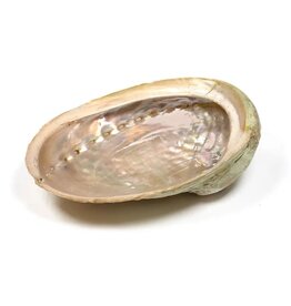 Terra Vita Abalone Smudge Shell | Small