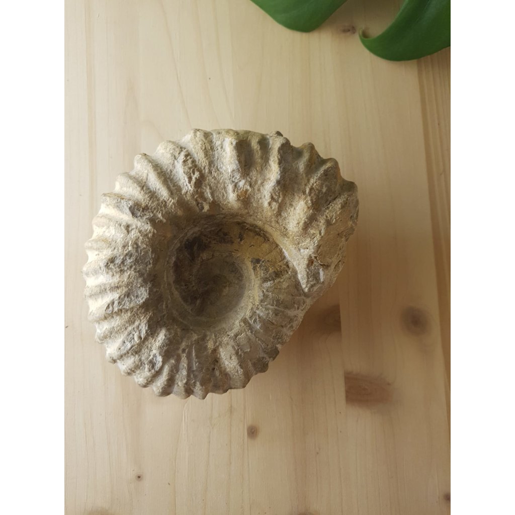 Terra Vita Fossile d'Ammonite