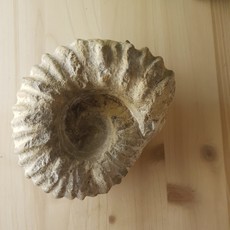 Terra Vita Fossile d'Ammonite
