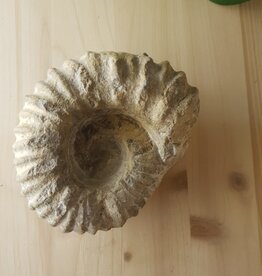 Terra Vita Ammonite Fossil