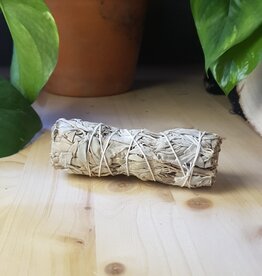 Terra Vita White Sage (10cm)