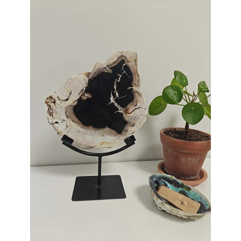 Terra Vita Petrified palm wood in stand