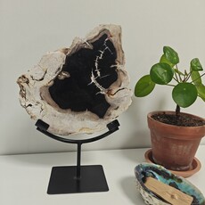 Terra Vita Bois de palmier pétrifié sur support