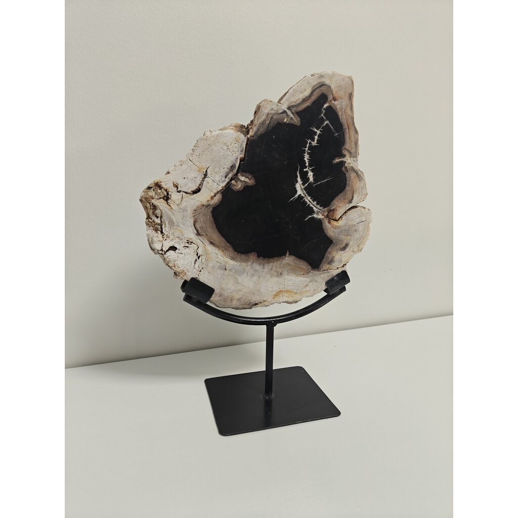 Terra Vita Petrified palm wood in stand