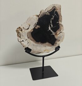 Terra Vita Bois de palmier pétrifié sur support