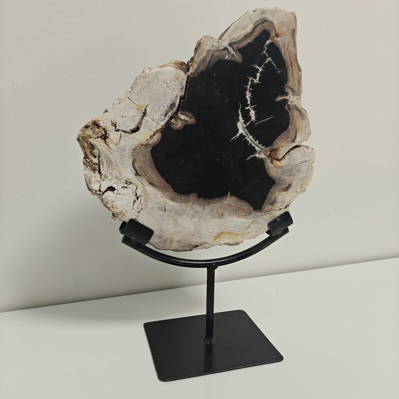 Terra Vita Petrified palm wood in stand