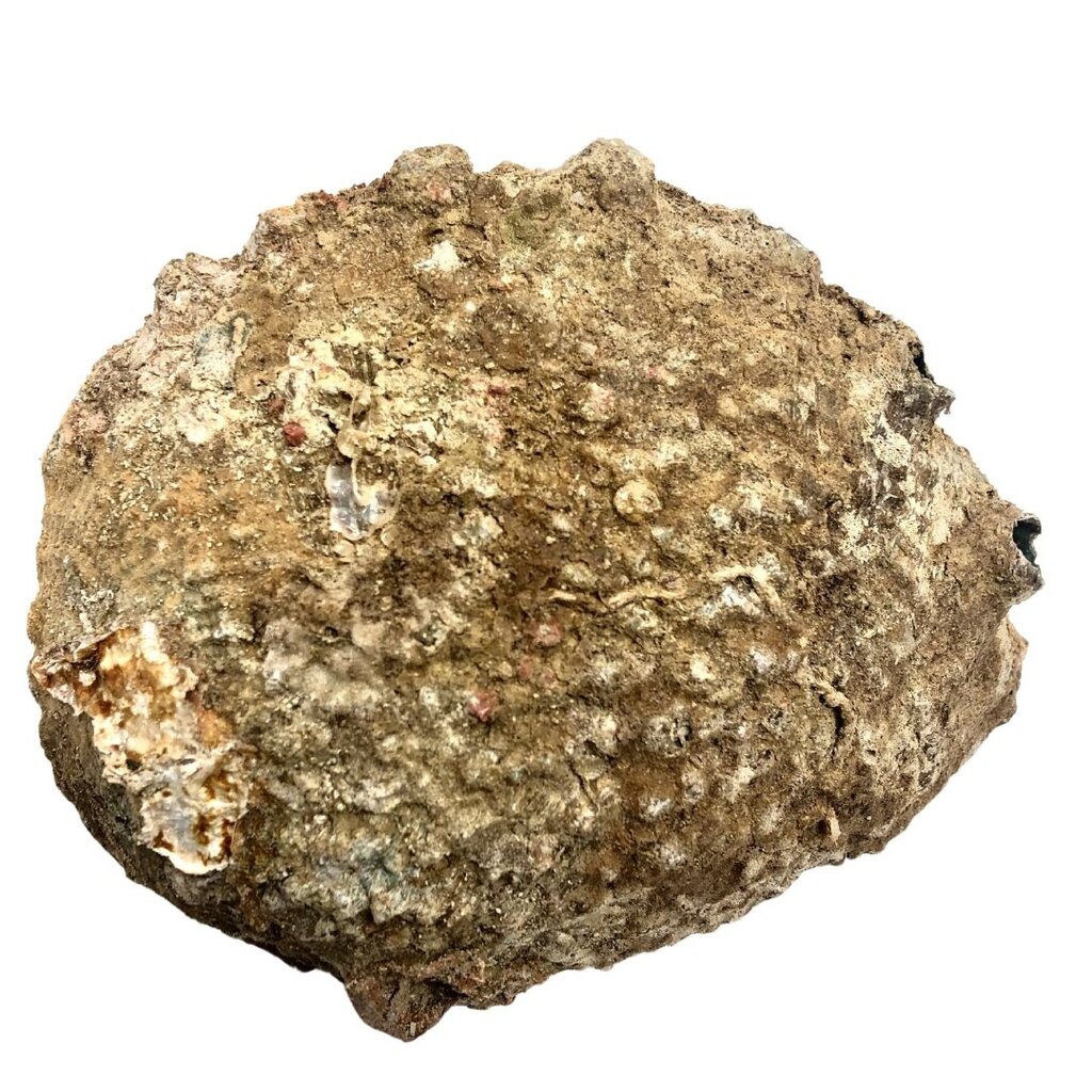 Terra Vita Abalone Smudge Shell | Medium