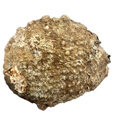 Terra Vita Abalone Smudge Schelp | Medium