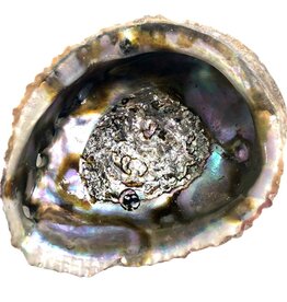 Terra Vita Coquille d'Ormeau | Medium